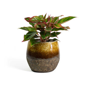 Aglaonema Crete Chinese Evergreen with Lindy Plant Pot Ochre