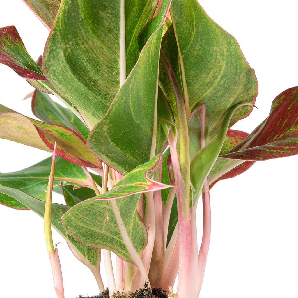 Aglaonema Crete - Chinese Evergreen & Lisbon Plant Pot - Pink Clay