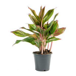 Aglaonema Crete - Chinese Evergreen Indoor Plant