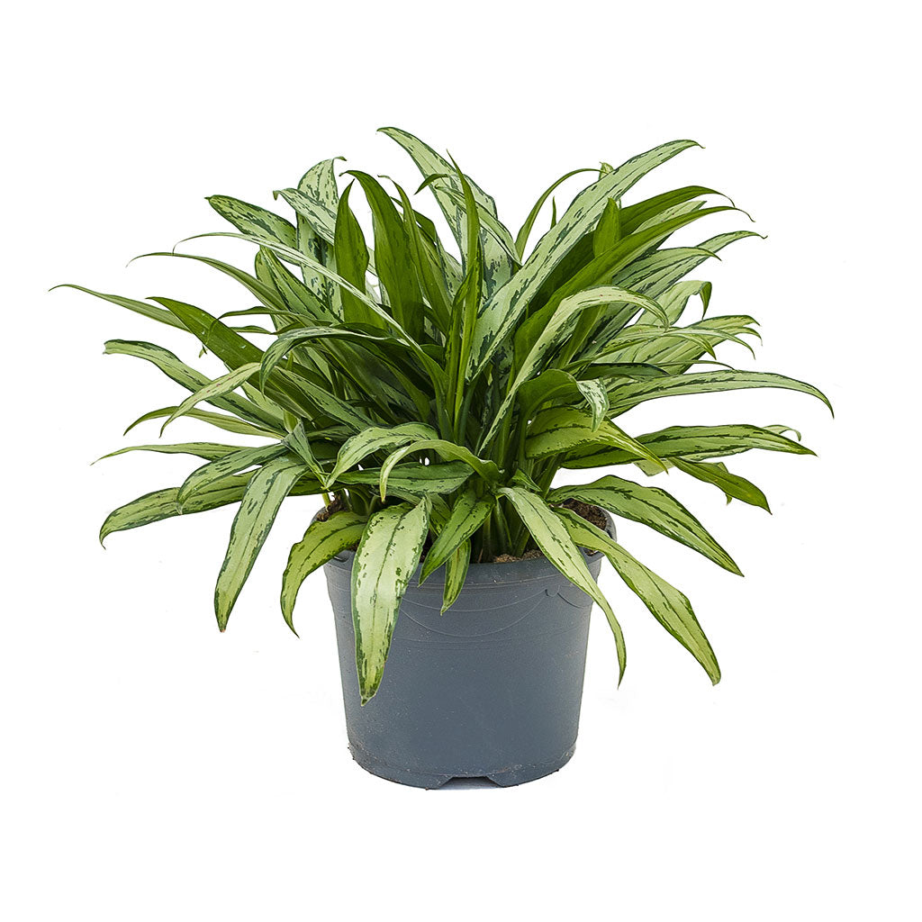 Aglaonema Cutlass Chinese Evergreen