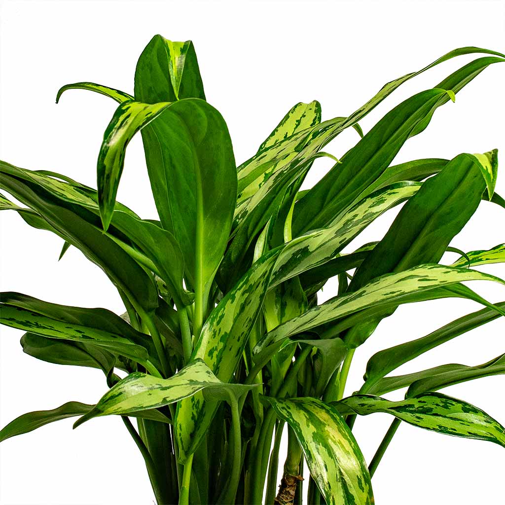 Aglaonema Cutlass Chinese Evergreen Houseplant Leaves