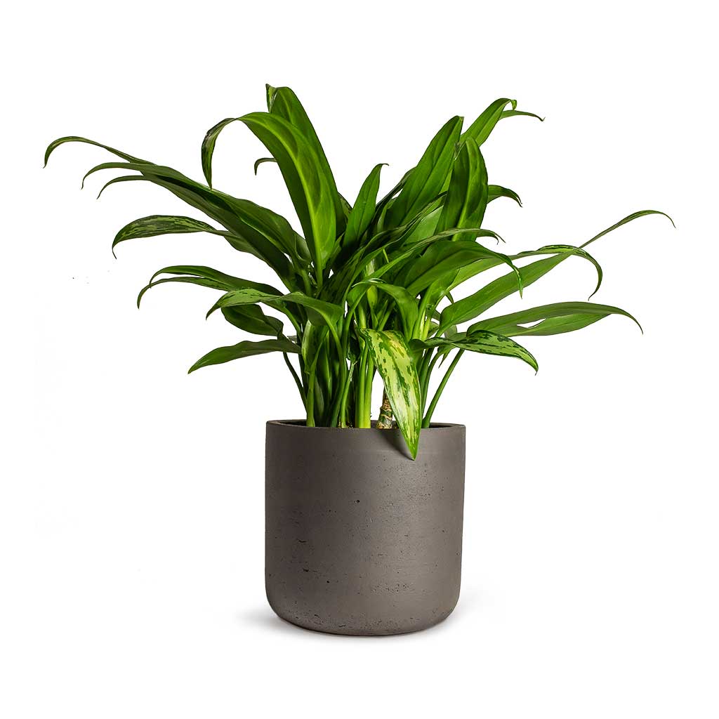 Aglaonema Cutlass Chinese Evergreen Houseplant & Charlie Plant Pot - Black Washed