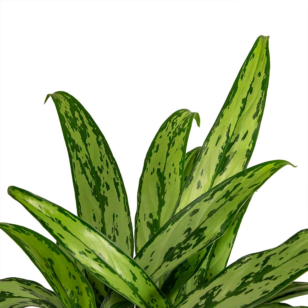 Aglaonema Cutlass Chinese Evergreen Houseplant Leaf  Close Up