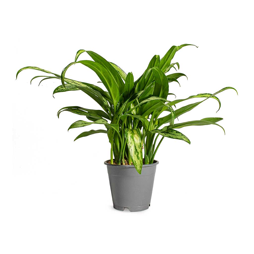 Aglaonema Cutlass Chinese Evergreen Houseplant - Small
