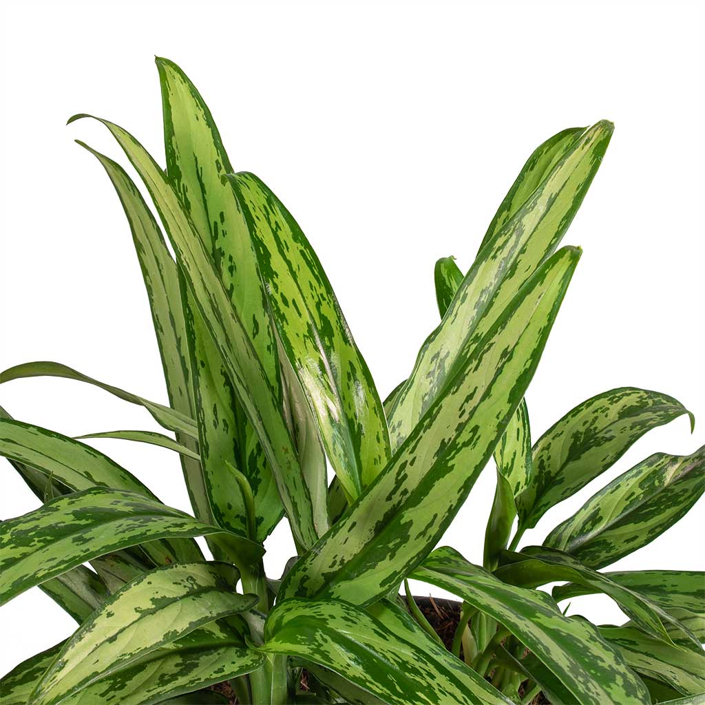 Aglaonema Cutlass 12x35cm Iris Pot Mint 26x21cm