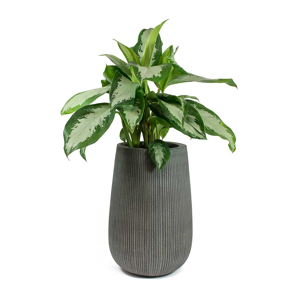 Patt High Plant Vase - Ridged Dark Grey & Aglaonema Diamond Bay