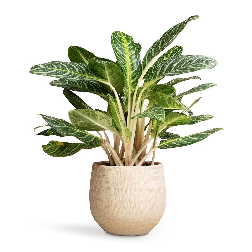 Aglaonema Key Lime Chinese Evergreen & Ryan Plant Pot Sand Gold