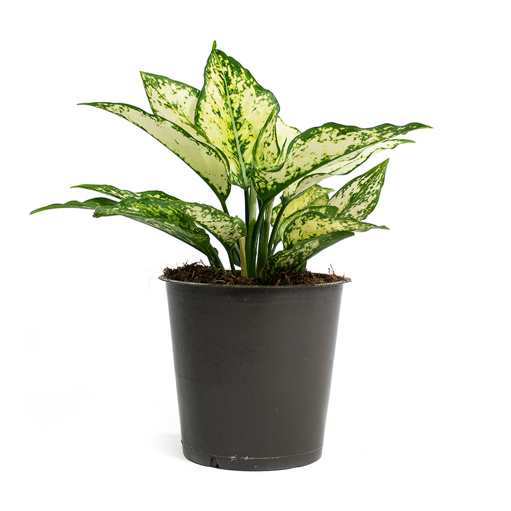 Aglaonema Kiwi Chinese Evergreen Small