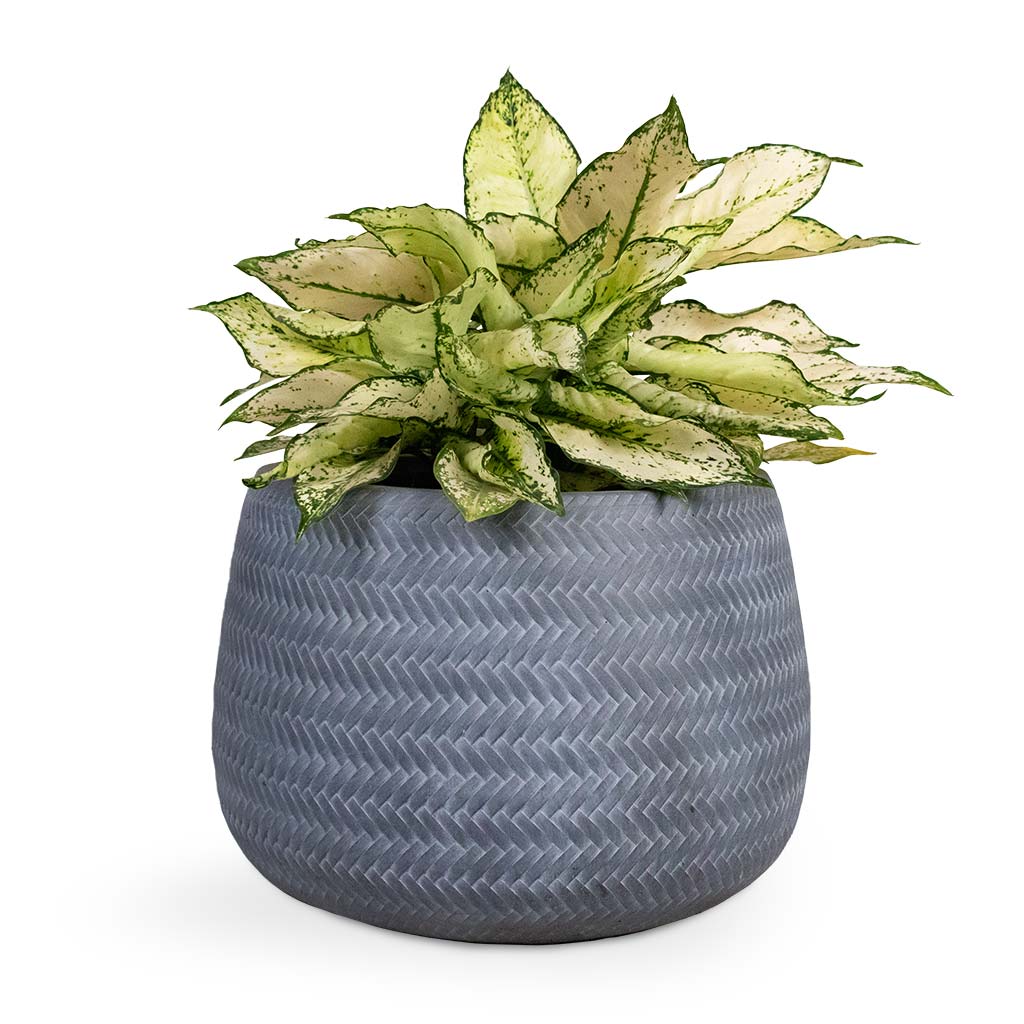 Aglaonema Kiwi - Chinese Evergreen Houseplant & Angle Darcy Plant Pot - Grey