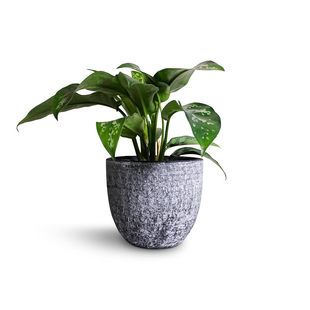 Cas Plant Pot - Anthracite & Aglaonema Maria