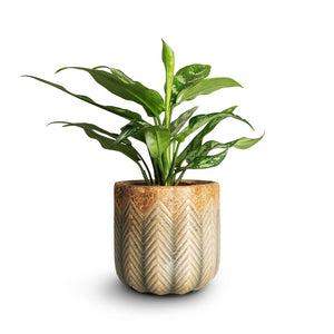 Aglaonema Maria - Chinese Evergreen & Cecil Plant Pot - Taupe