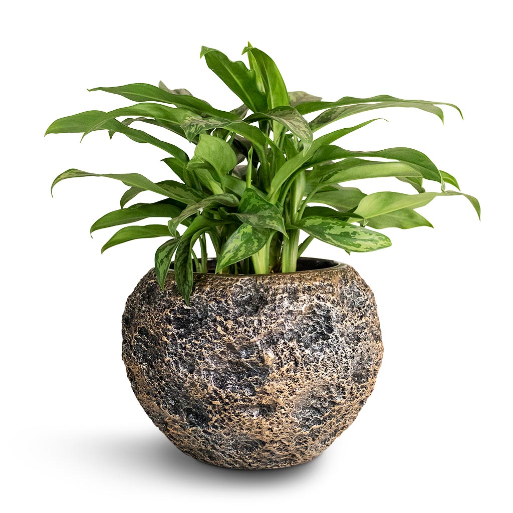 aglaonema maria cats Aglaonema Maria - Chinese Evergreen Houseplants | Hortology