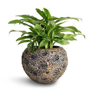 Aglaonema Maria - Chinese Evergreen & Luxe Lite Moon Globe Planter - Bronze