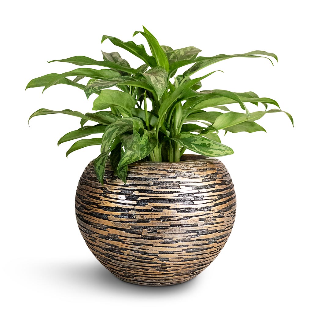 Aglaonema Maria - Chinese Evergreen & Luxe Lite Wrinkle Globe Planter - Bronze