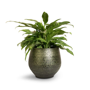 Aglaonema Maria - Chinese Evergreen & Noor Plant Pot - Velvet Green