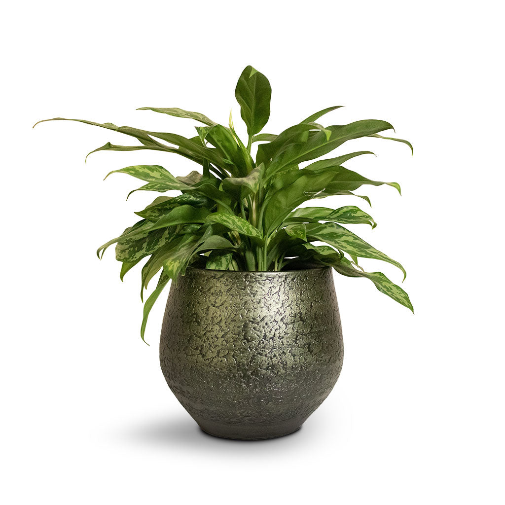 Aglaonema Maria - Chinese Evergreen &amp; Noor Plant Pot - Velvet Green