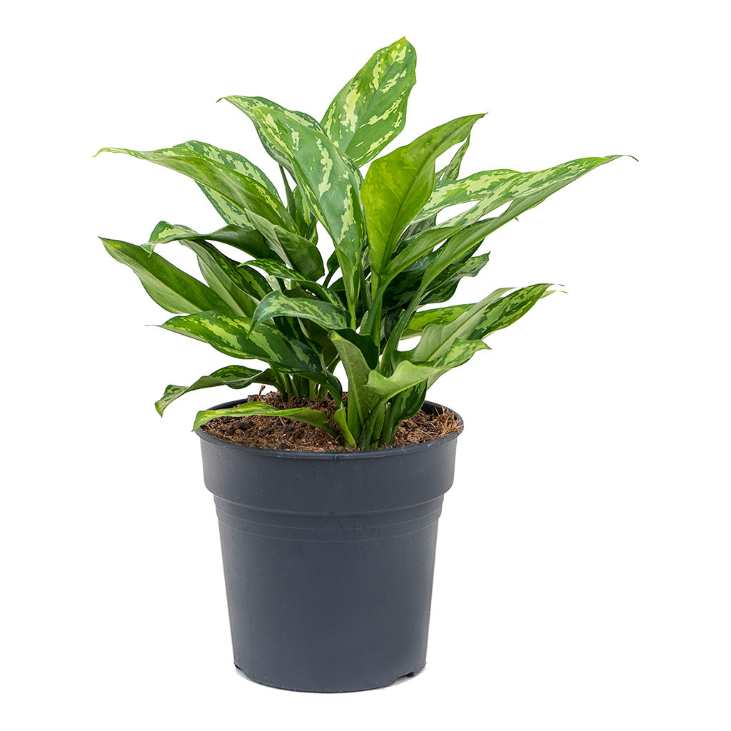 Aglaonema Maria Chinese Evergreen Medium