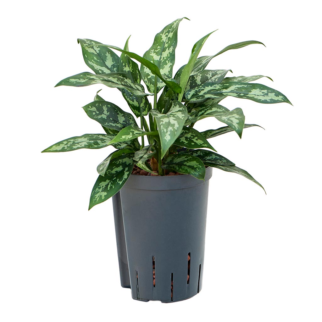 aglaonema hydroculture Aglaonema Maria - Chinese Evergreen Easy Care Hydro Plants | Hortology