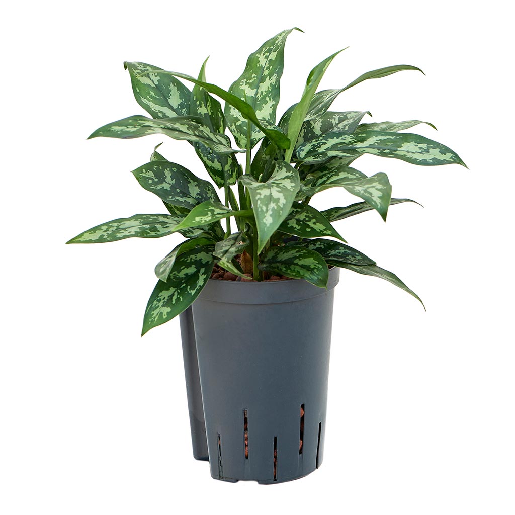 Aglaonema Maria - Chinese Evergreen Easy Care Hydro Plants | Hortology ...