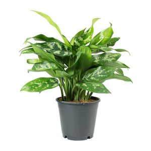 Aglaonema Maria - Chinese Evergreen Indoor Plant