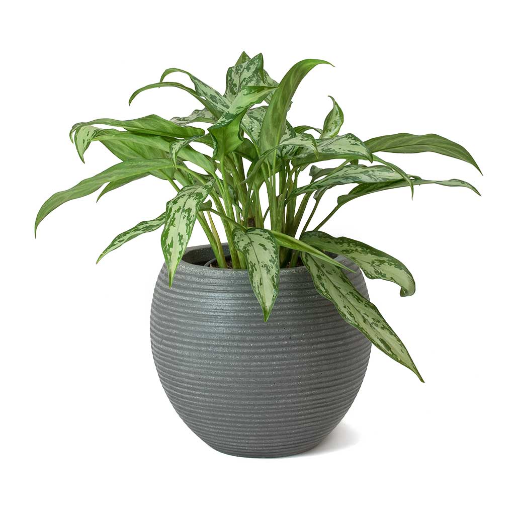Aglaonema Maria Christina - Chinese Evergreen & Abby Ball Plant Pot
