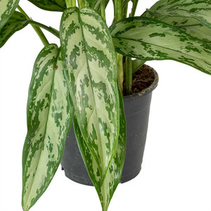 Aglaonema Silver Queen - Chinese Evergreen Leaves
