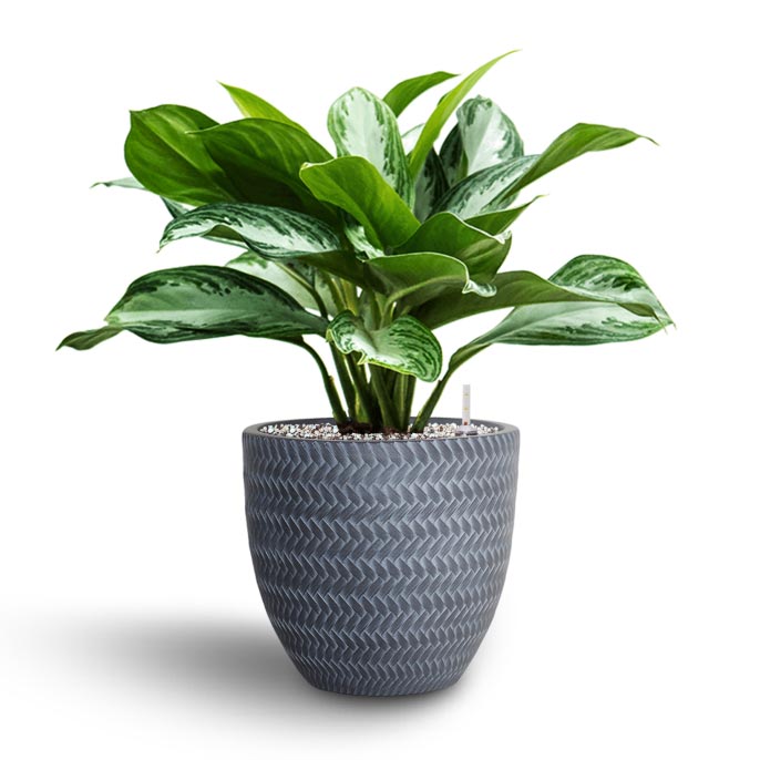 Aglaonema Silver Bay - Chinese Evergreen - Hydroculture Angle Couple Plant Pot - Grey