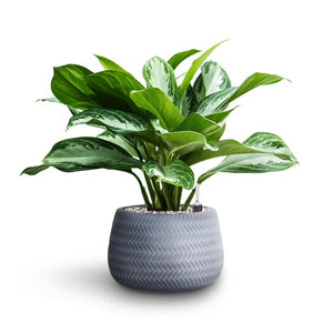 Aglaonema Silver Bay - Chinese Evergreen - Hydroculture Angle Darcy Plant Pot - Grey