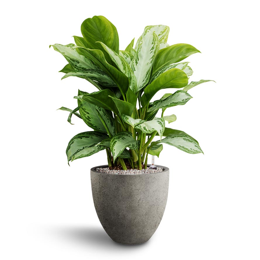 aglaonema hydroponics Aglaonema Silver Bay - Chinese Evergreen Easy Care Hydro Plants I Hortology