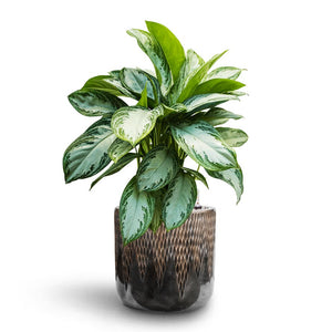 Aglaonema Silver Bay - Chinese Evergreen - Hydroculture Luxe Lite Comet Cylinder Planter - Bronze