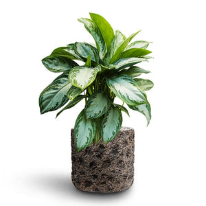 Aglaonema Silver Bay - Chinese Evergreen - Hydroculture Luxe Lite Moon Cylinder Planter - Bronze