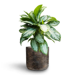 Aglaonema Silver Bay - Chinese Evergreen - Hydroculture Luxe Lite Wrinkle Cylinder Planter - Bronze