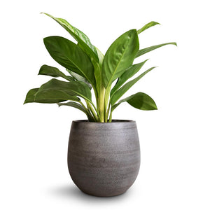 Aglaonema Silver Bay - Chinese Evergreen & Esra Plant Pot - Mystic Grey