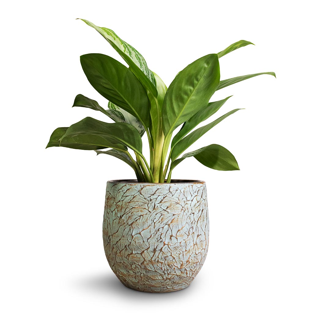 Aglaonema Silver Bay - Chinese Evergreen &amp; Evi Plant Pot - Antique Bronze