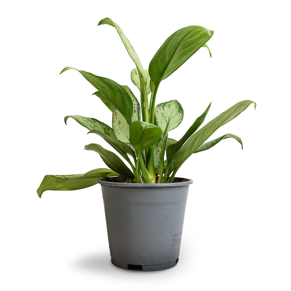 Aglaonema Silver Bay - Chinese Evergreen