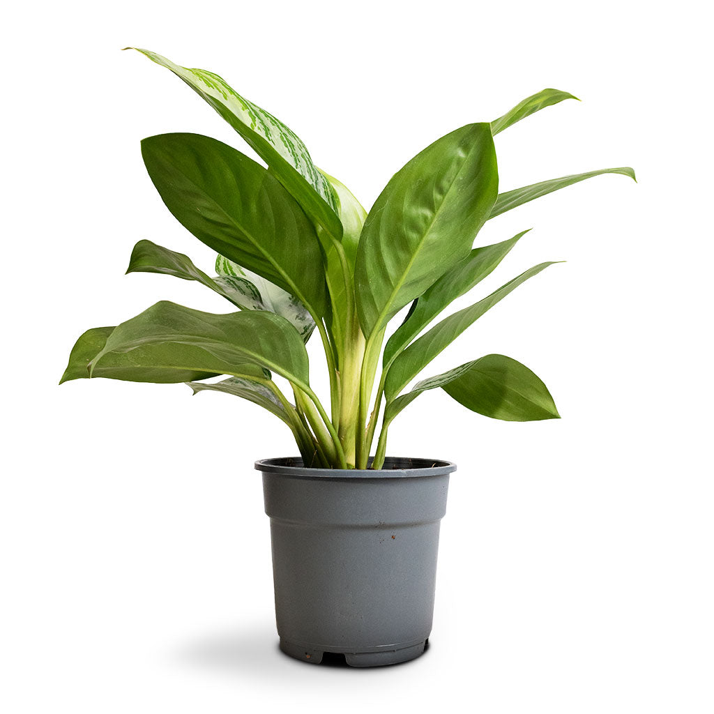Aglaonema Silver Bay - Chinese Evergreen