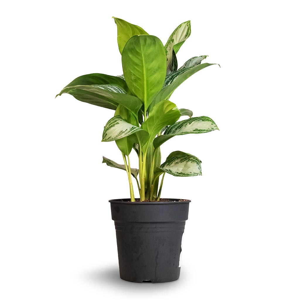 Aglaonema Silver Bay - Chinese Evergreen