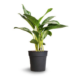 Aglaonema Silver Bay - Chinese Evergreen Large