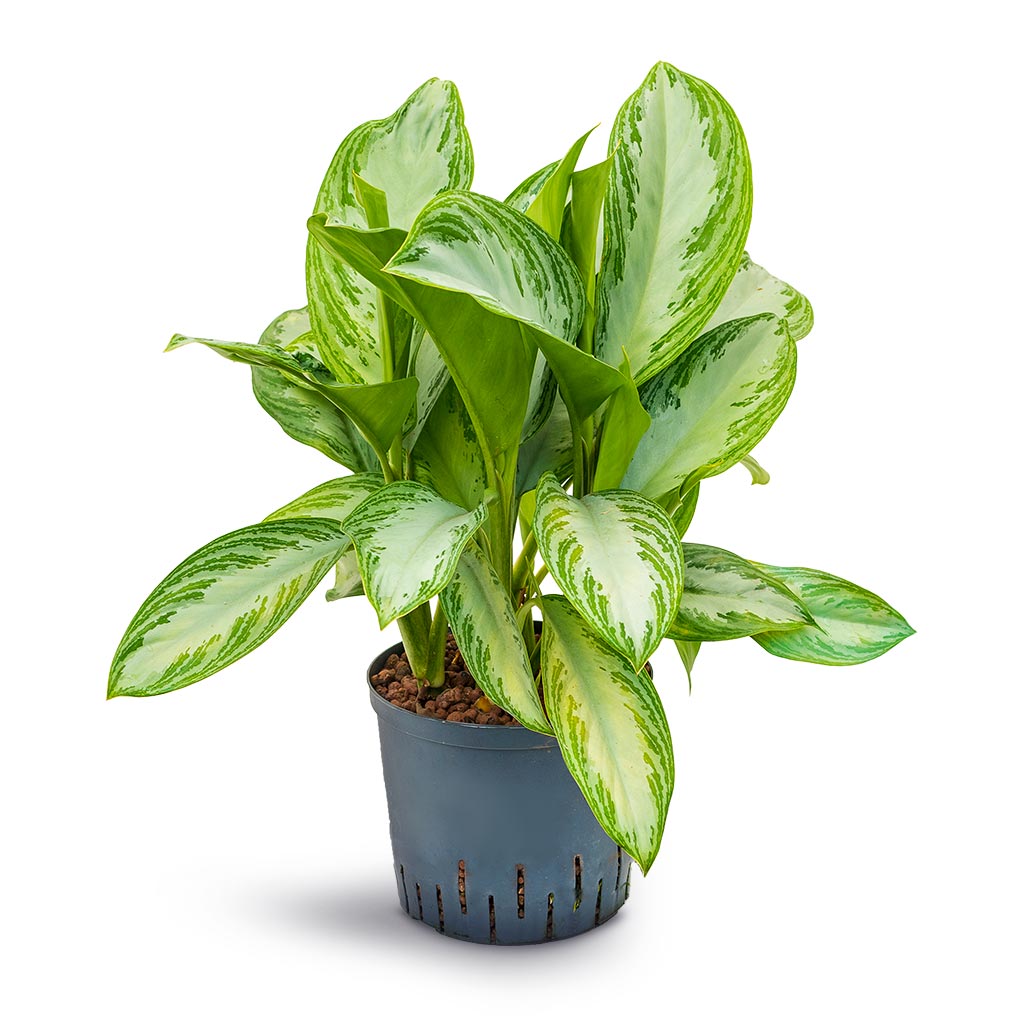 Aglaonema Silver Bay - Chinese Evergreen - Hydroculture - 22/19 x 50cm