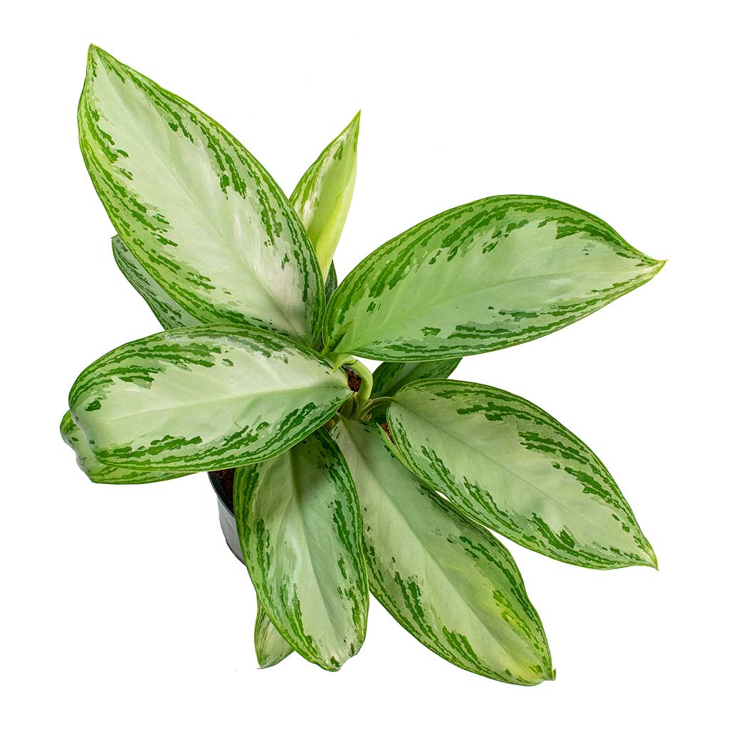 aglaonema leprechaun vs silver bay Aglaonema Silver Bay - Chinese Evergreen Indoor Plants I Hortology