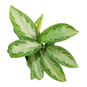 Aglaonema Silver Bay Chinese Evergreen Leaves