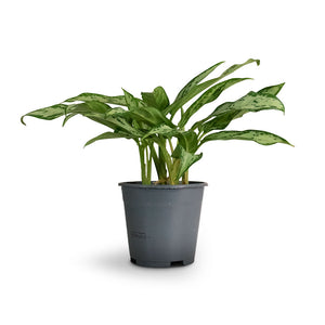 Aglaonema Silver Queen - Chinese Evergreen Small