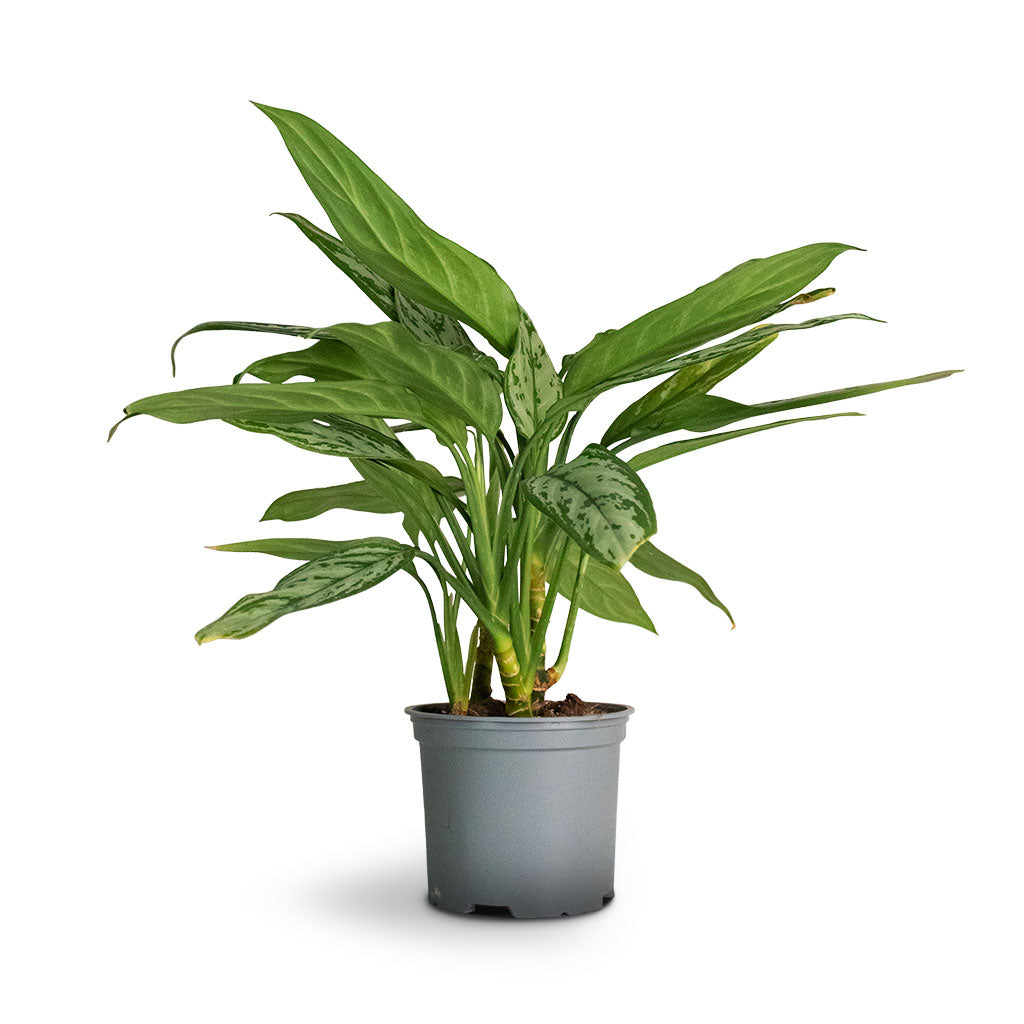 Aglaonema Silver Queen - Chinese Evergreen Large