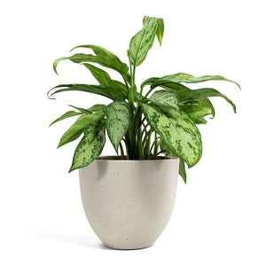 Aglaonema Silver Queen Chinese Evergreen with Coral Refined Planter Natural White