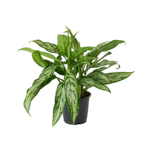 Aglaonema Silver Queen - Chinese Evergreen - Small