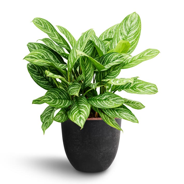Aglaonema Stripes - Chinese Evergreen - Hydroculture Bola Artstone Plant Pot - Black