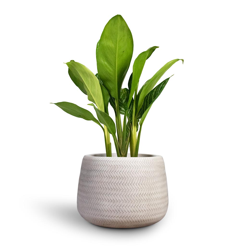 Aglaonema Stripes - Chinese Evergreen Houseplant & Angle Darcy Plant Pot - White