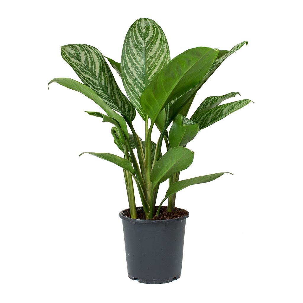 Aglaonema Stripes - Chinese Evergreen