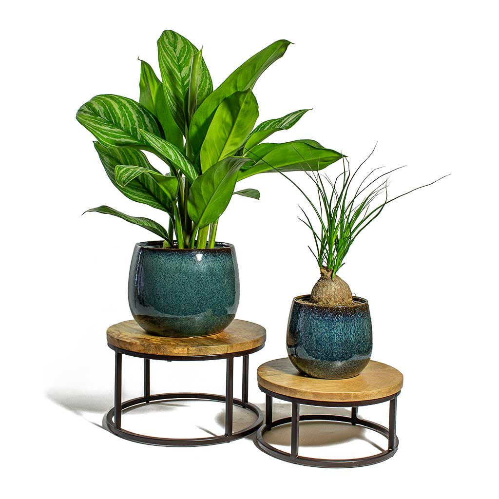Aglaonema Stripes Chinese Evergreen & Beaucarnea Pony Tail Palm Orb & Odile Petrol Plant Pots, Lois Plant Stands