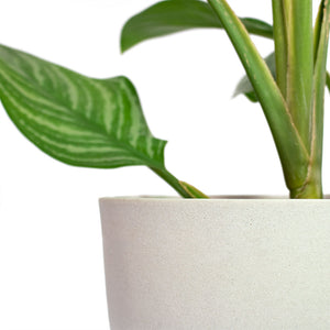 Aglaonema Stripes Chinese Evergreen with Coral Refined Planter Natural White Close-Up